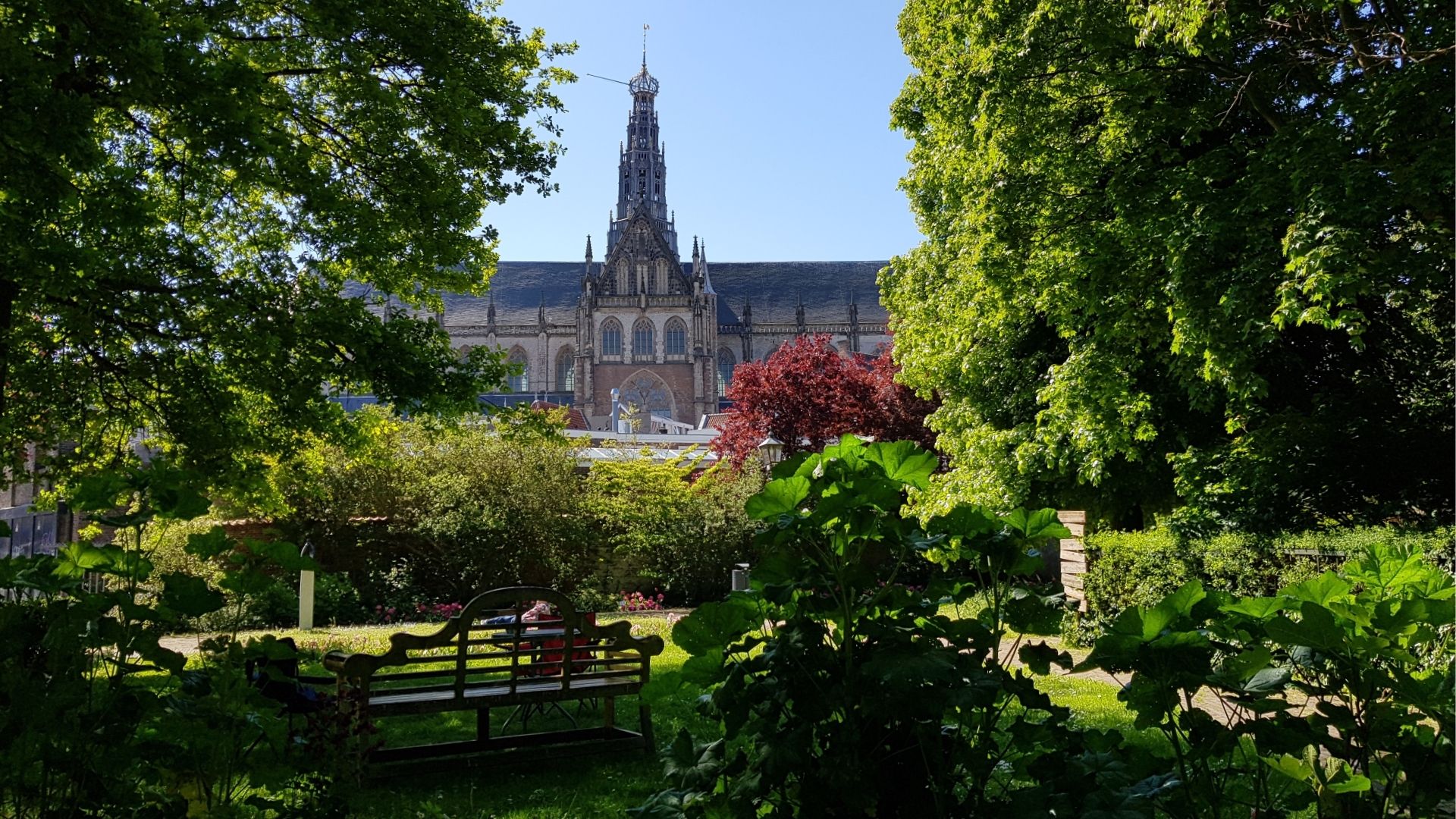 Zicht op de Grote of Sint-Bavokerk vanuit de Wijngaardtuin Haarlem.